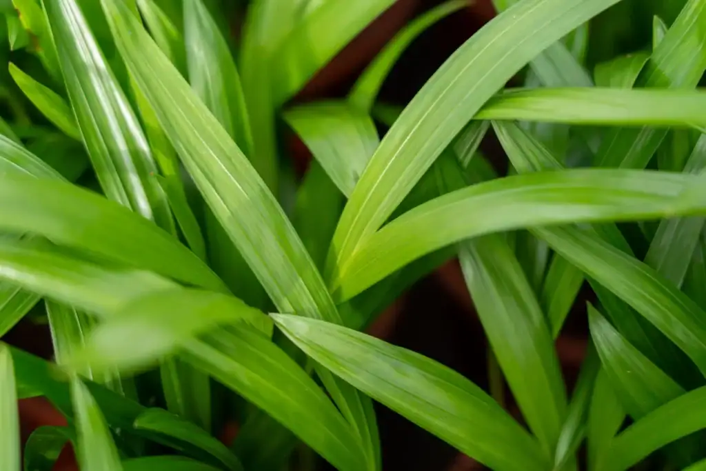 Air So Pure Luchtzuiverende Plant van de Maand Juli 2026 Areca Dypsis