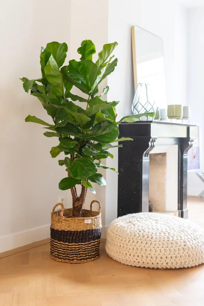 Air So Pure Luchtzuiverende Plant van de Maand augustus Ficus Lyrata