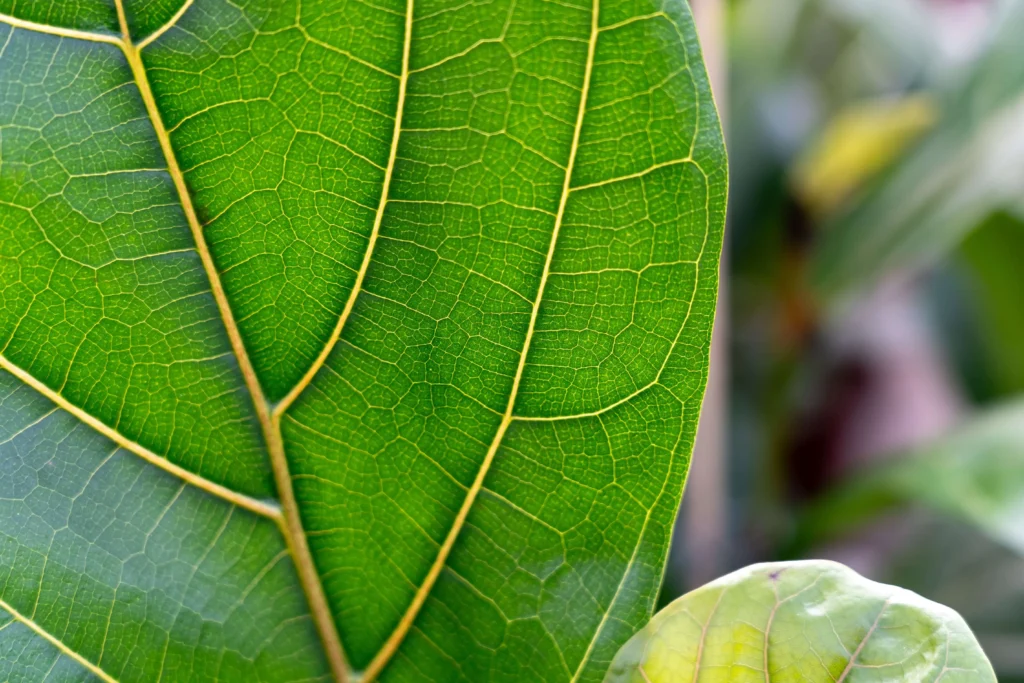Air So Pure Ficus Lyrata closeup