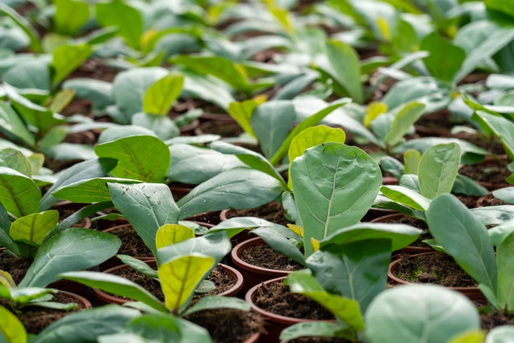 Air So Pure Luchtzuiverende Plant van de Maand augustus Ficus Lyrata