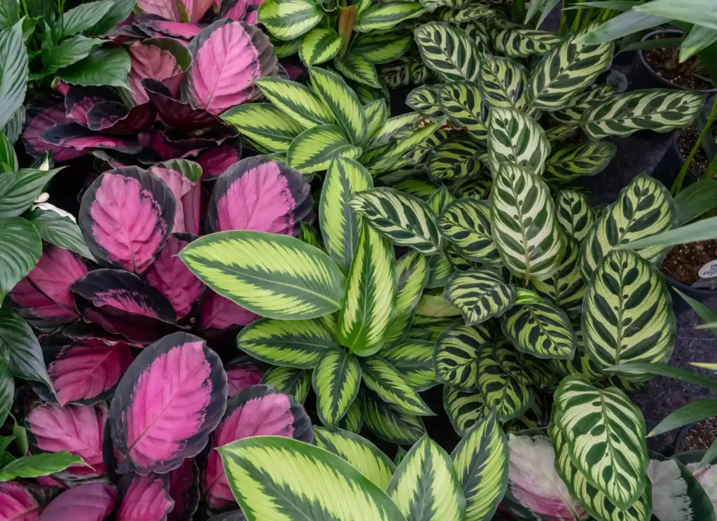 Air So Pure Calathea Plant van de Maand September 2026