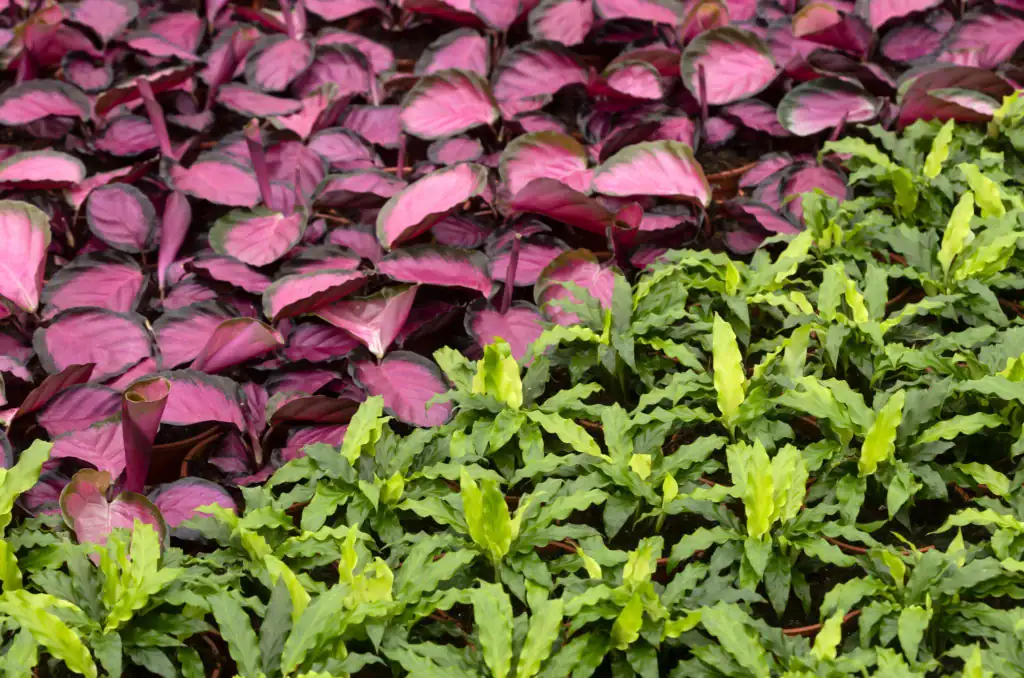 Air So Pure Luchtzuiverende Planten Calathea