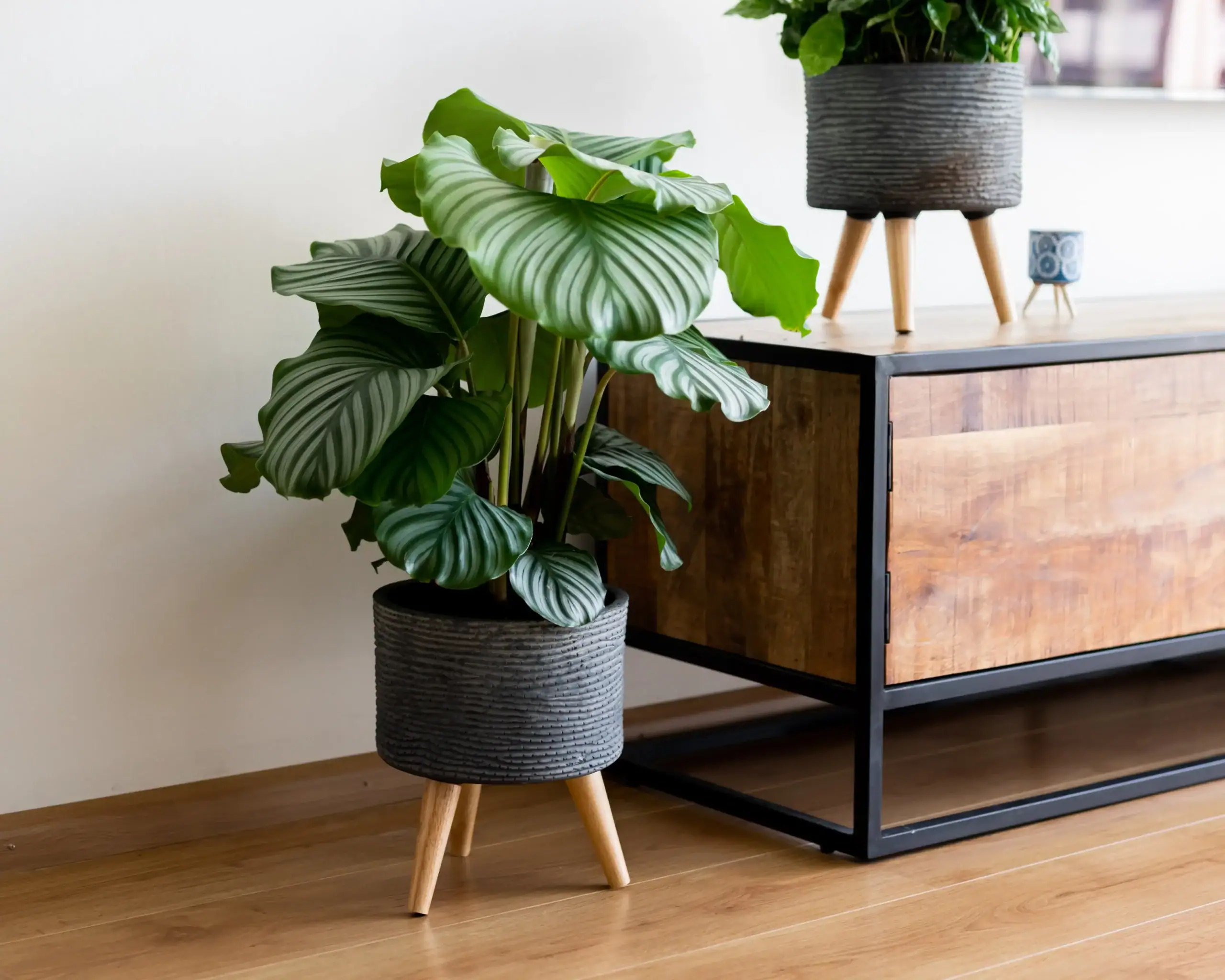 Air So Pure Luchtzuiverende Planten Calathea sfeerbeeld