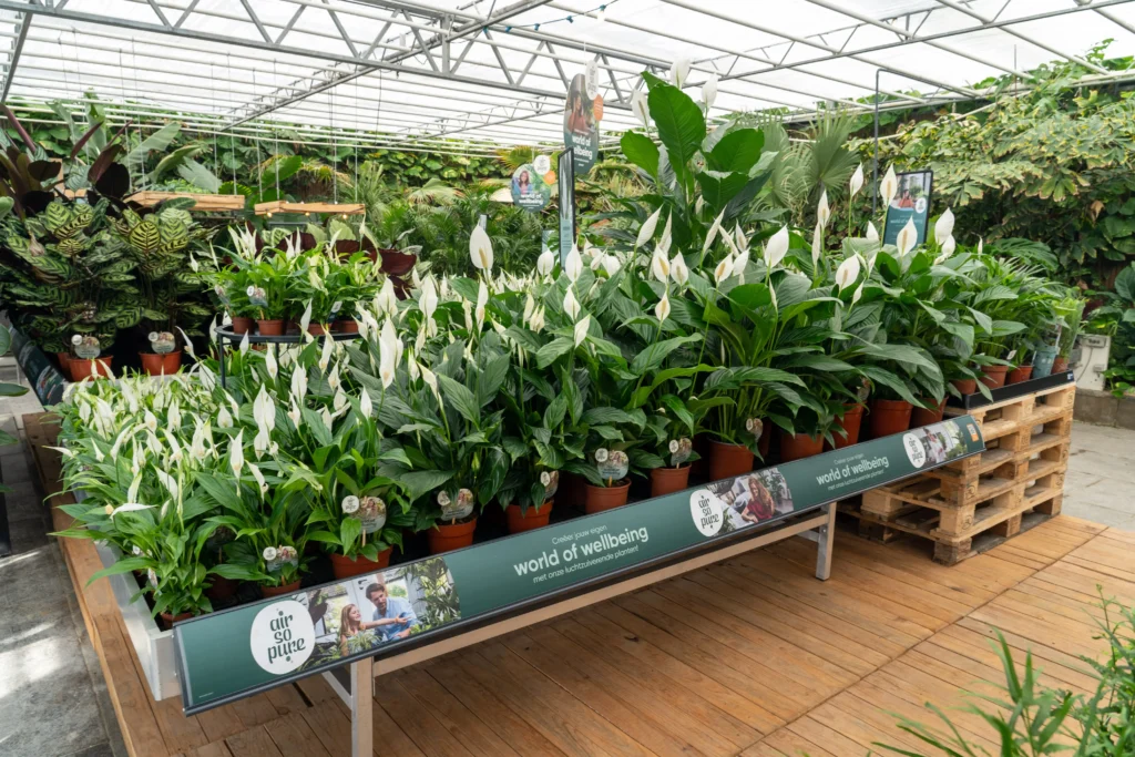 Tuincentrumtafel met Spathiphyllum van Air So Pure
