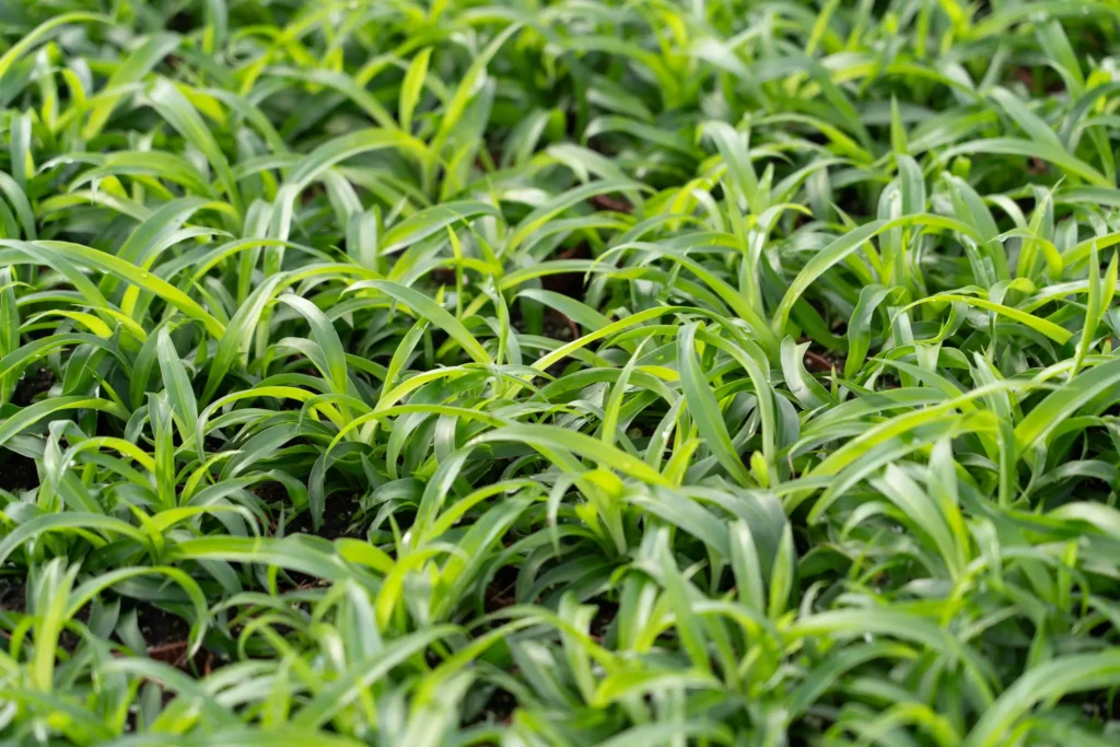 Air So Pure Chlorophytum Kas