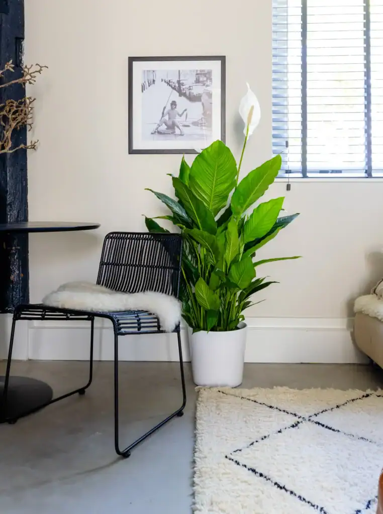 Air So Pure Spathiphyllum Plant van de Maand Oktober