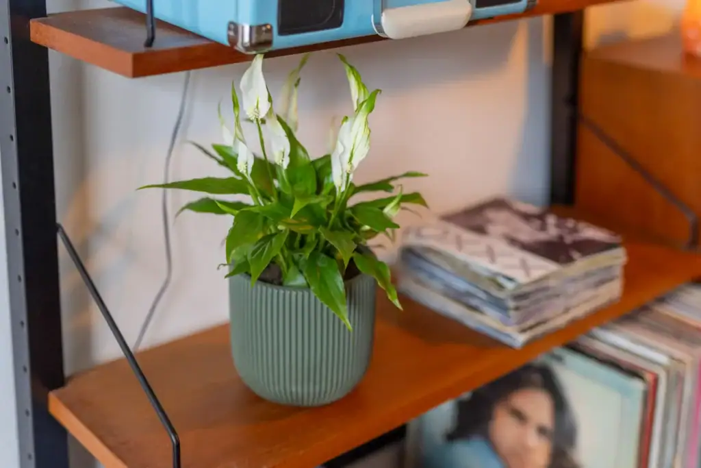 Air So Pure Spathiphyllum Plant van de Maand Oktober 2026