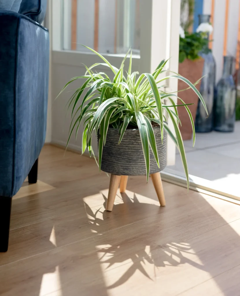 Chlorophytum Air So Pure